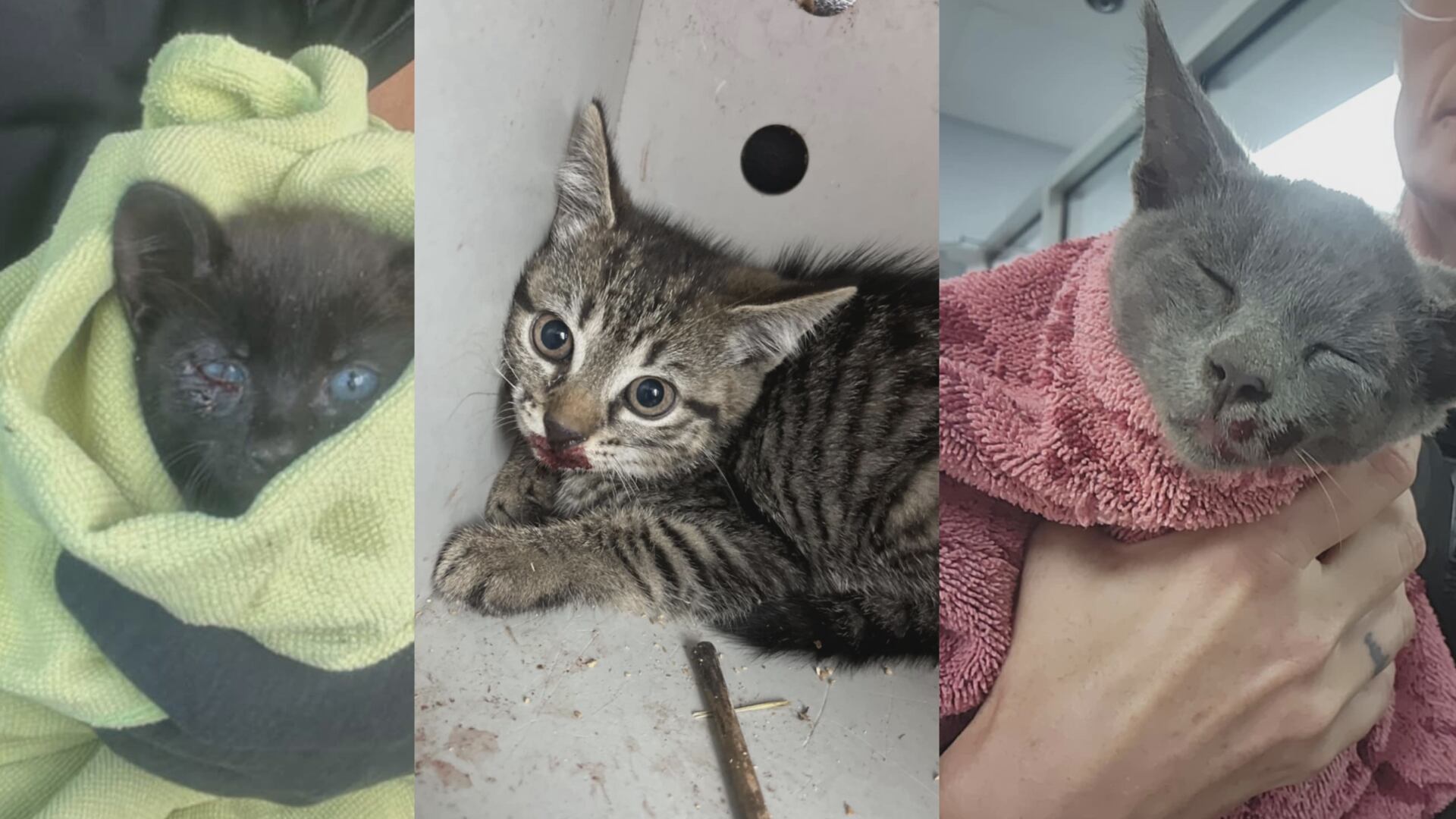 Kittens saved on Craven County bridge