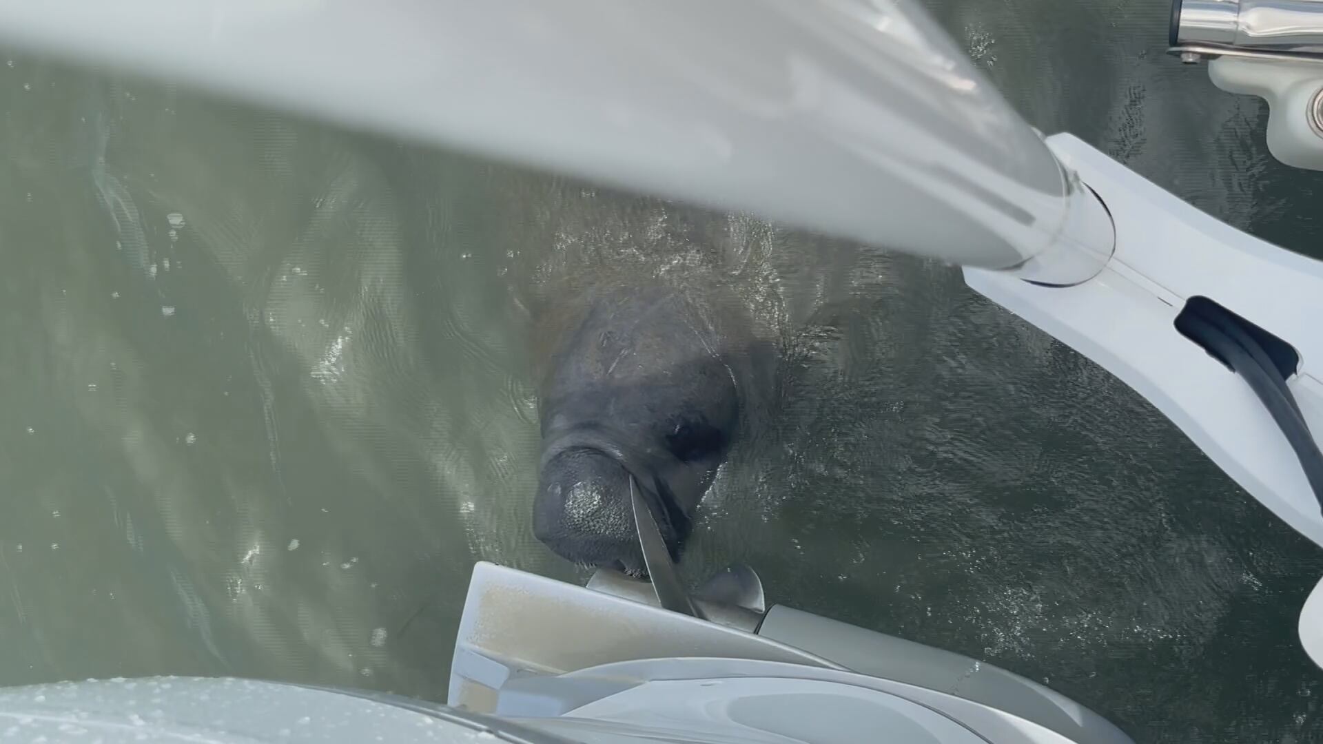 Manatee spotted visiting the Crystal Coast