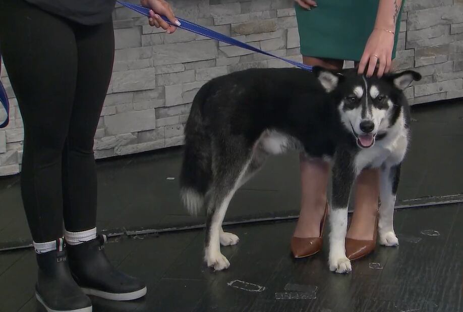 Humane Society Features Prancer for ‘Fur Baby Friday’