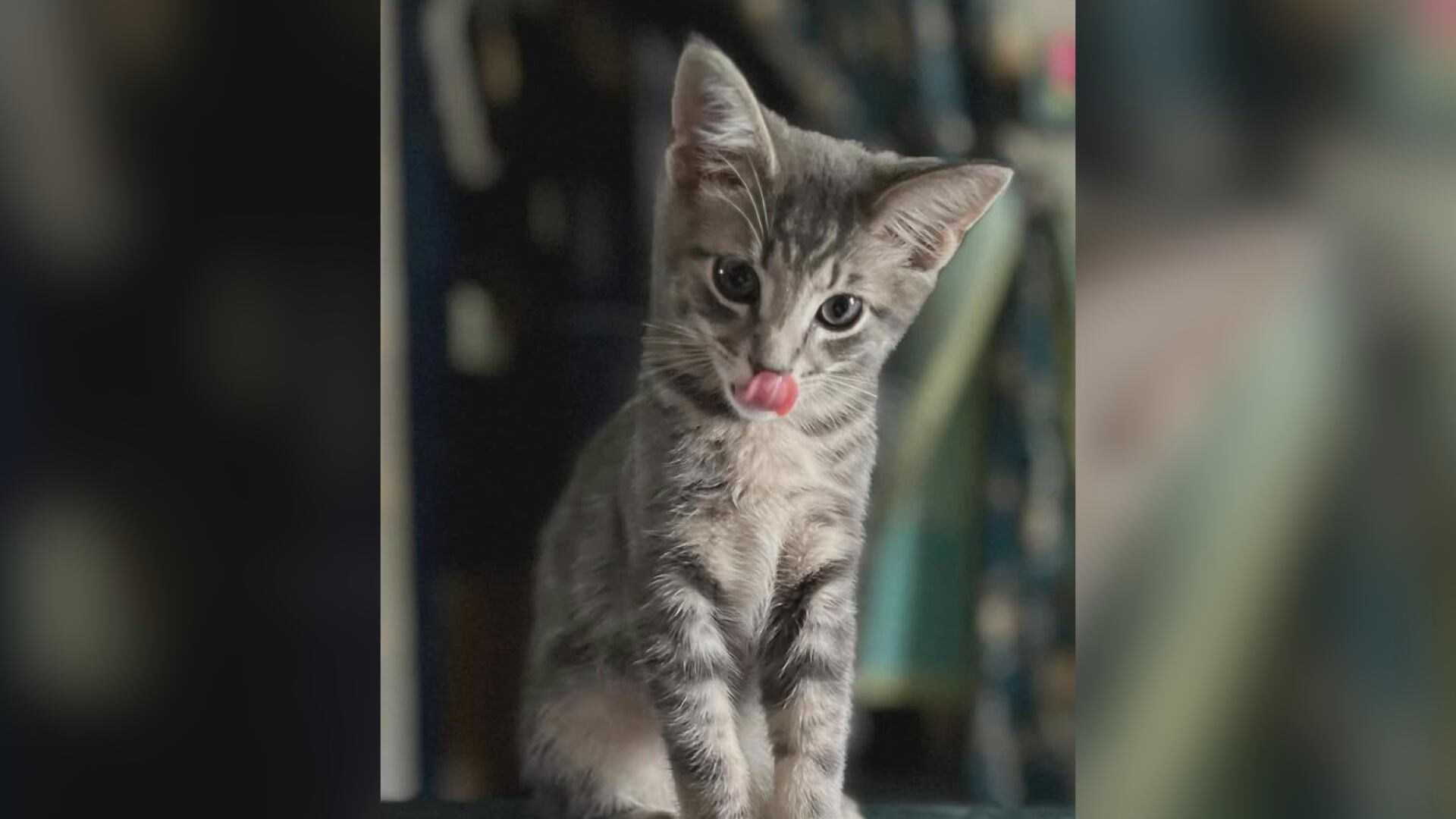 Saving Graces 4 Felines: Meet Gandolf