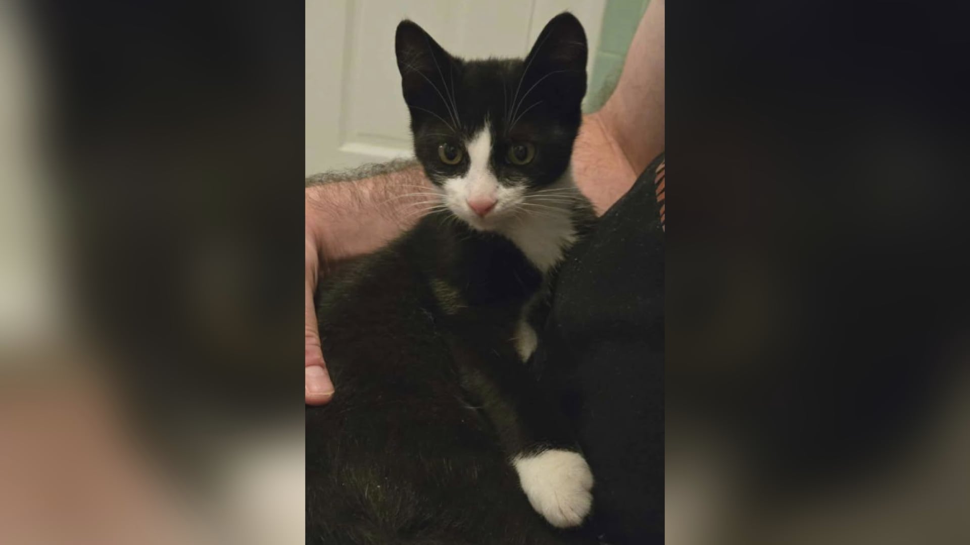 Saving Graces 4 Felines: Meet James Bond