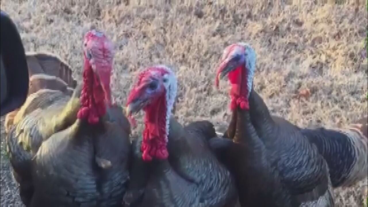 Wayne County turkey breeder shut down for bird flu, will not impact Thanksgiving availability
