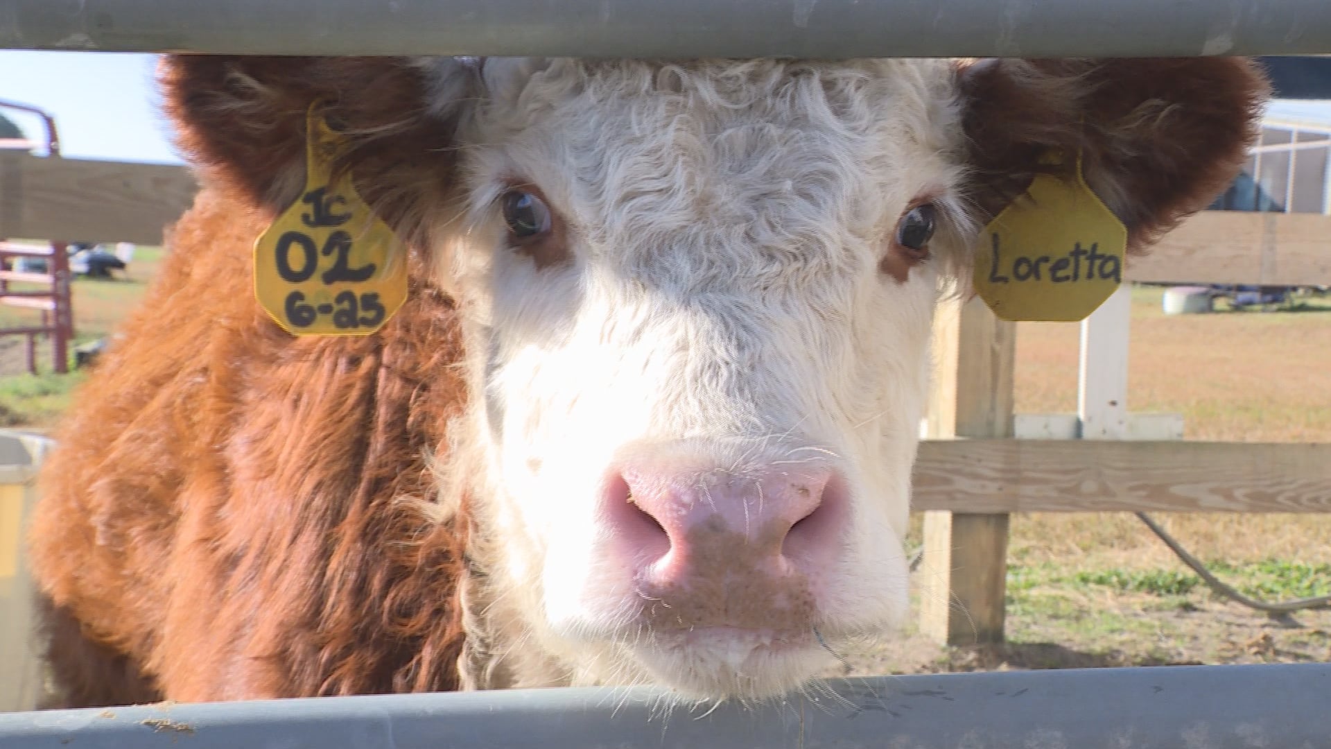 US-Argentina beef deal proposal sparks fears among ENC ranchers