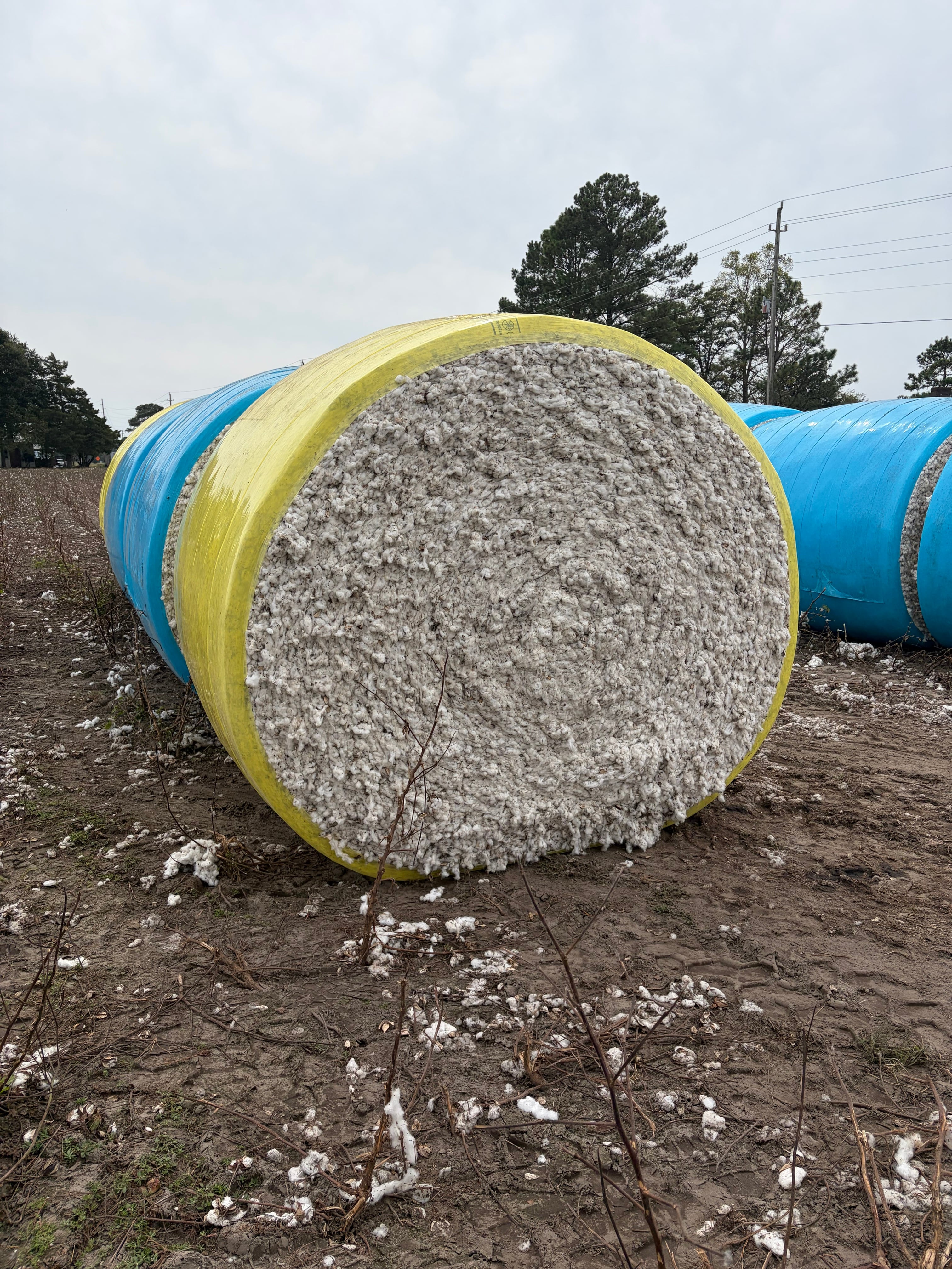 Pitt County Cotton Farmers Accelerate Harvest Ahead of Hurricane Isaias