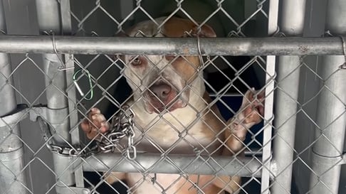 Town of Windsor Fined Over Animal Shelter Violations