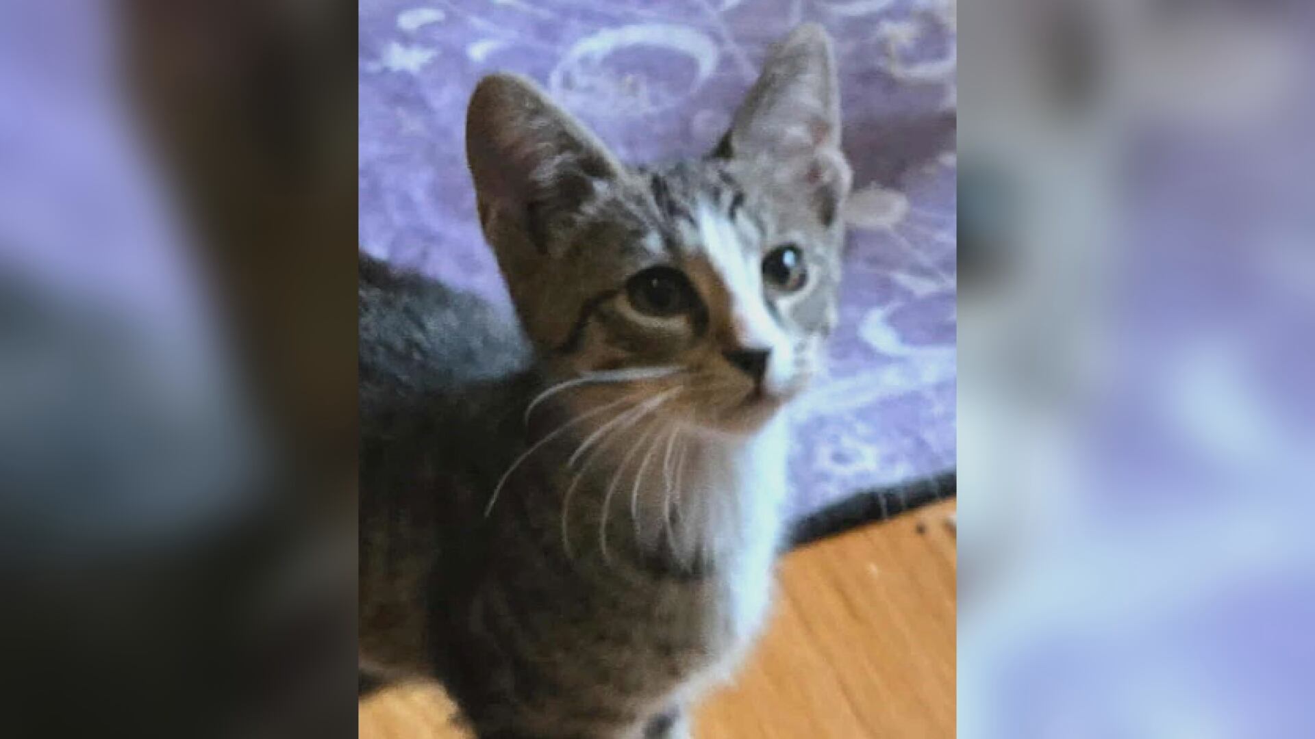 Saving Graces 4 Felines: Meet String Bean