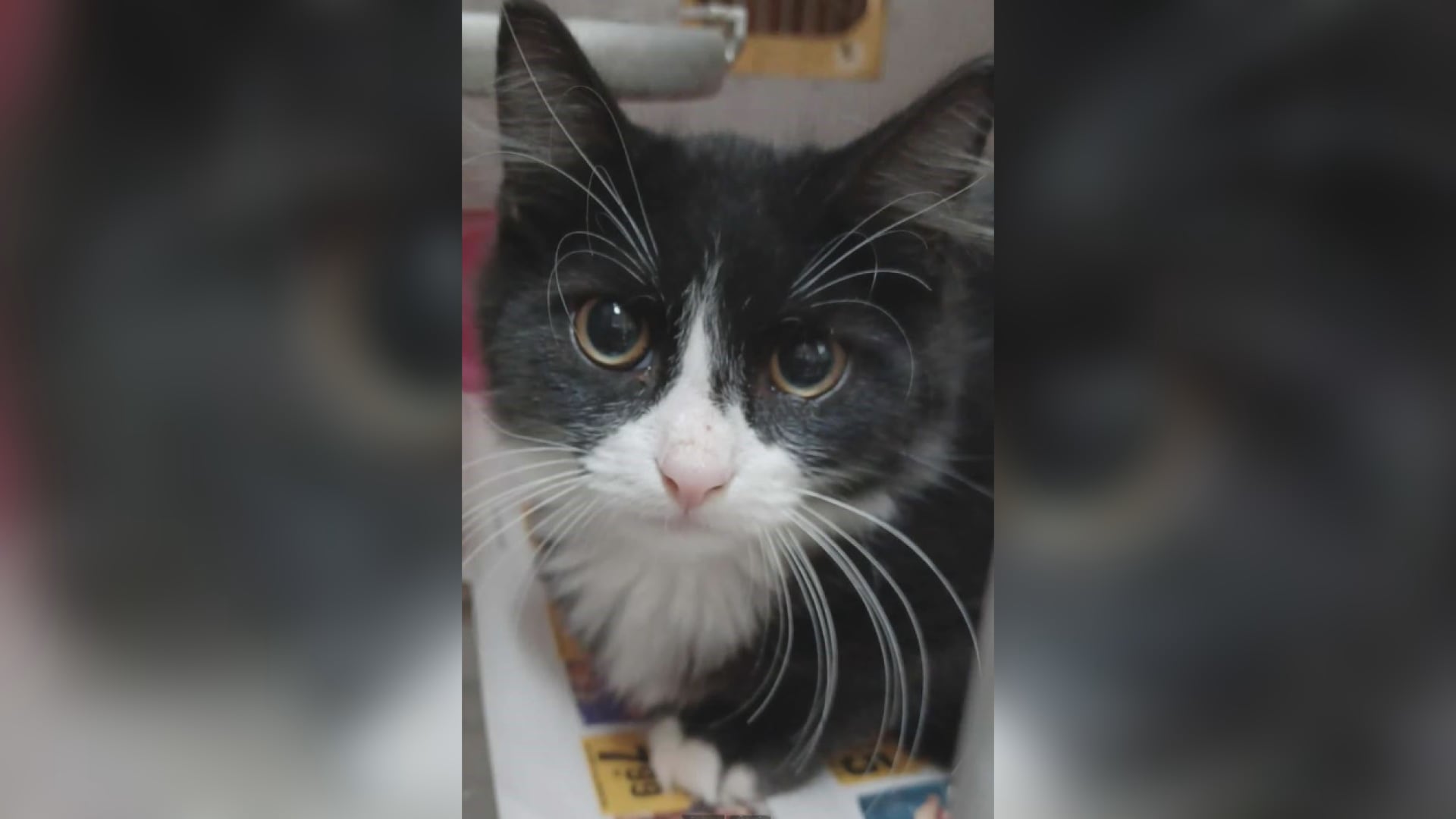Saving Graces 4 Felines: Meet Bandit