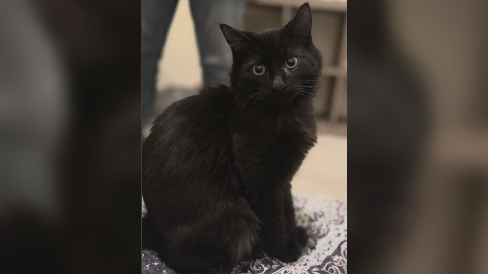 Saving Graces 4 Felines: Meet Midnight