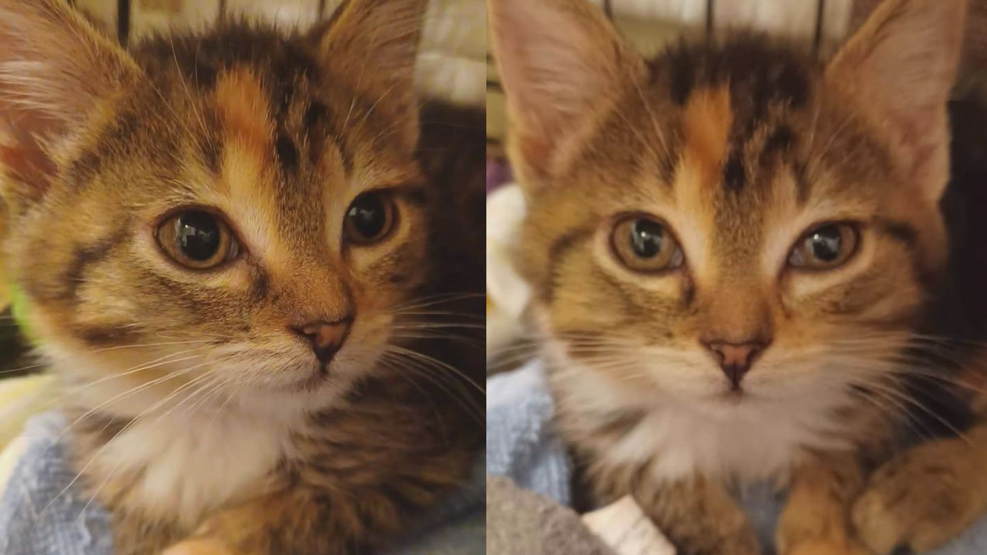 Saving Graces 4 Felines: Meet Remi