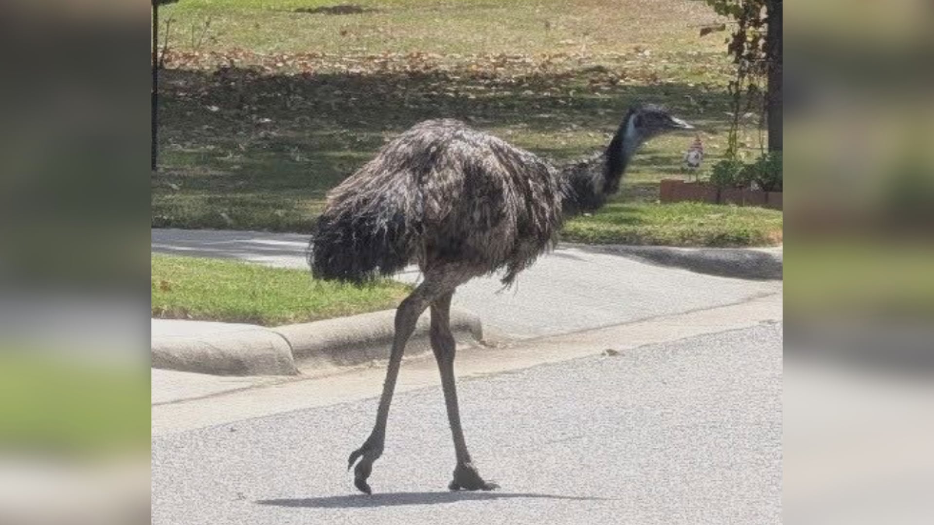 UPDATE: Runaway emu in Rocky Mount captured