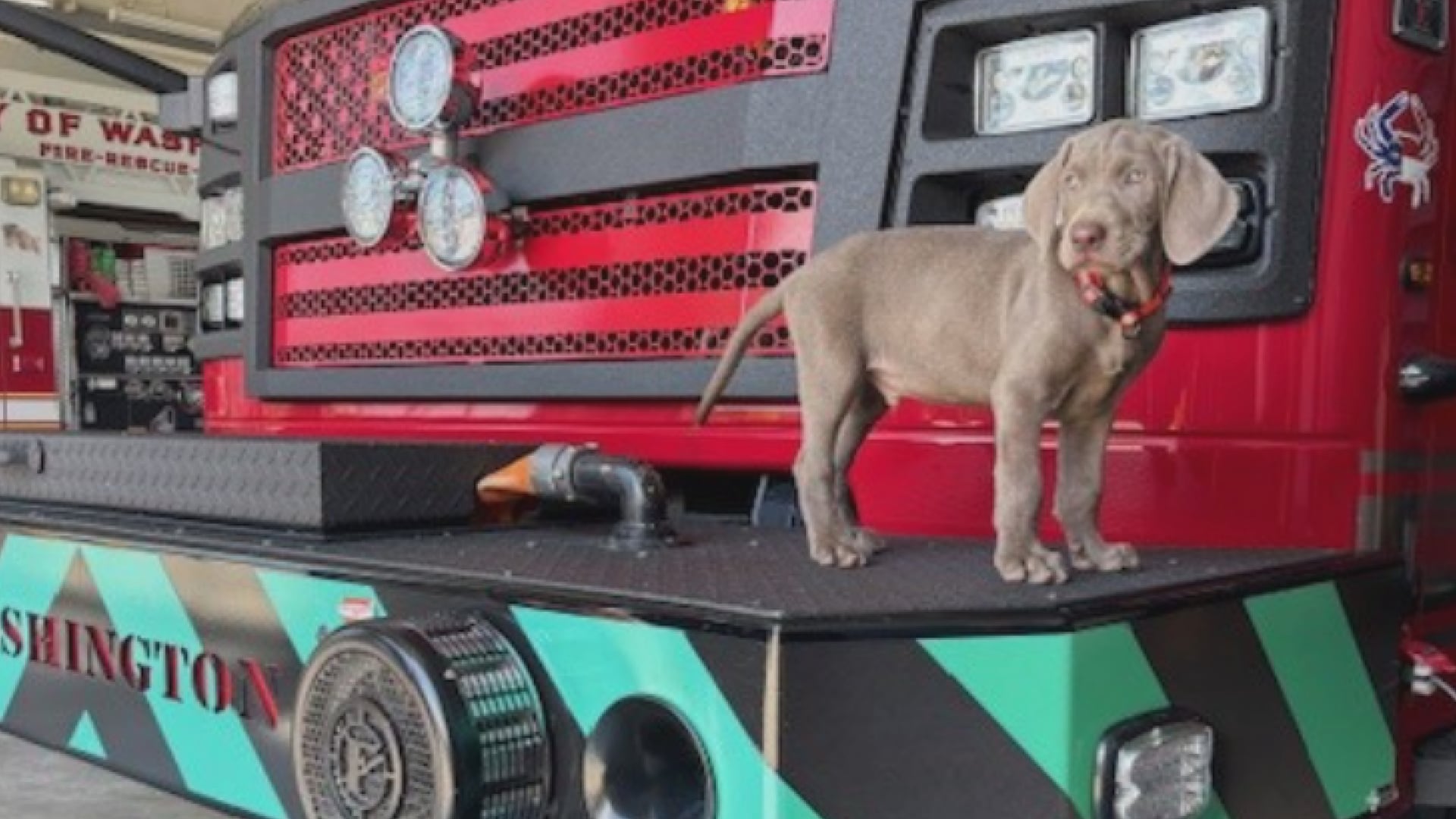 Meet Washington Fire-Rescue-EMS’ therapy dog ‘Ash’