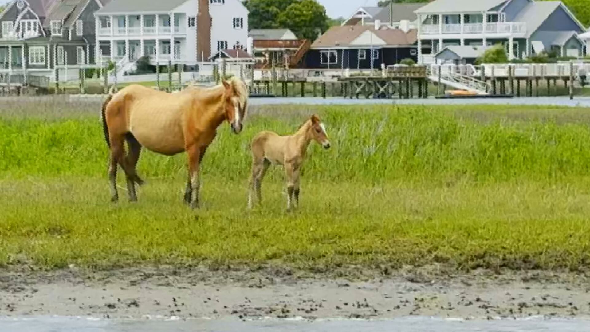 Officials remind visitors to stay away from wild horses after recent interactions in Carteret County