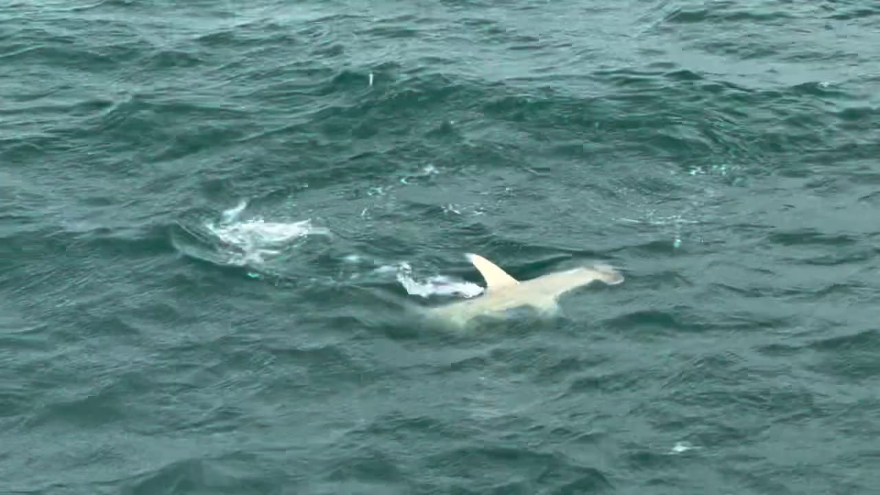 Rare Albino Hammerhead Shark Sighted Off North Carolina Coast
