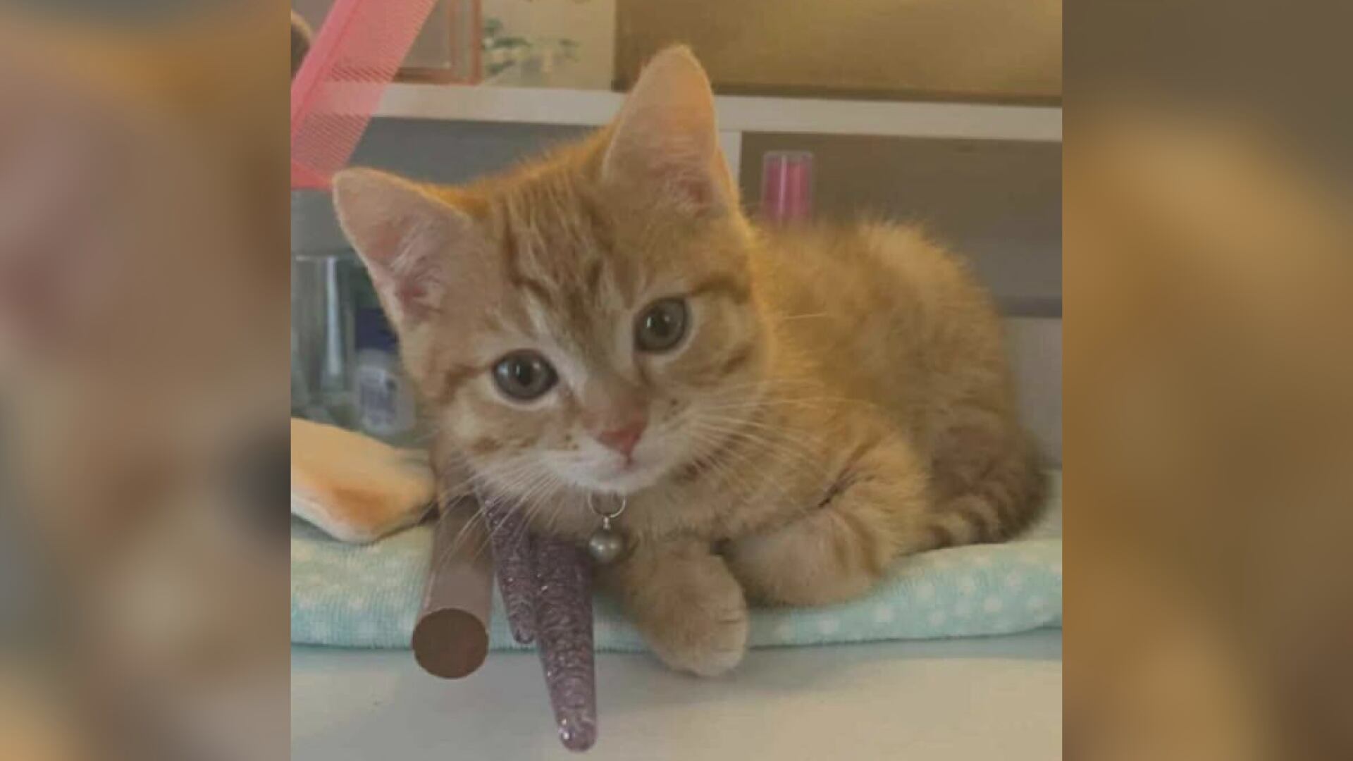Saving Graces 4 Felines: Meet Dodge