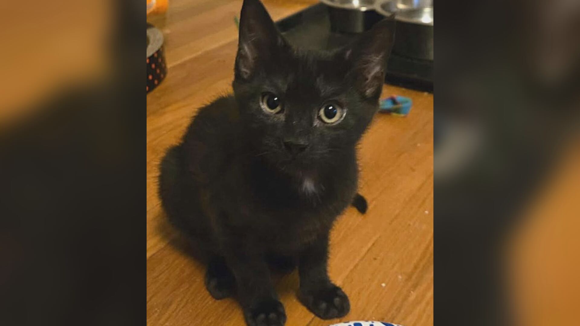 Saving Graces 4 Felines: Meet VC Andrews