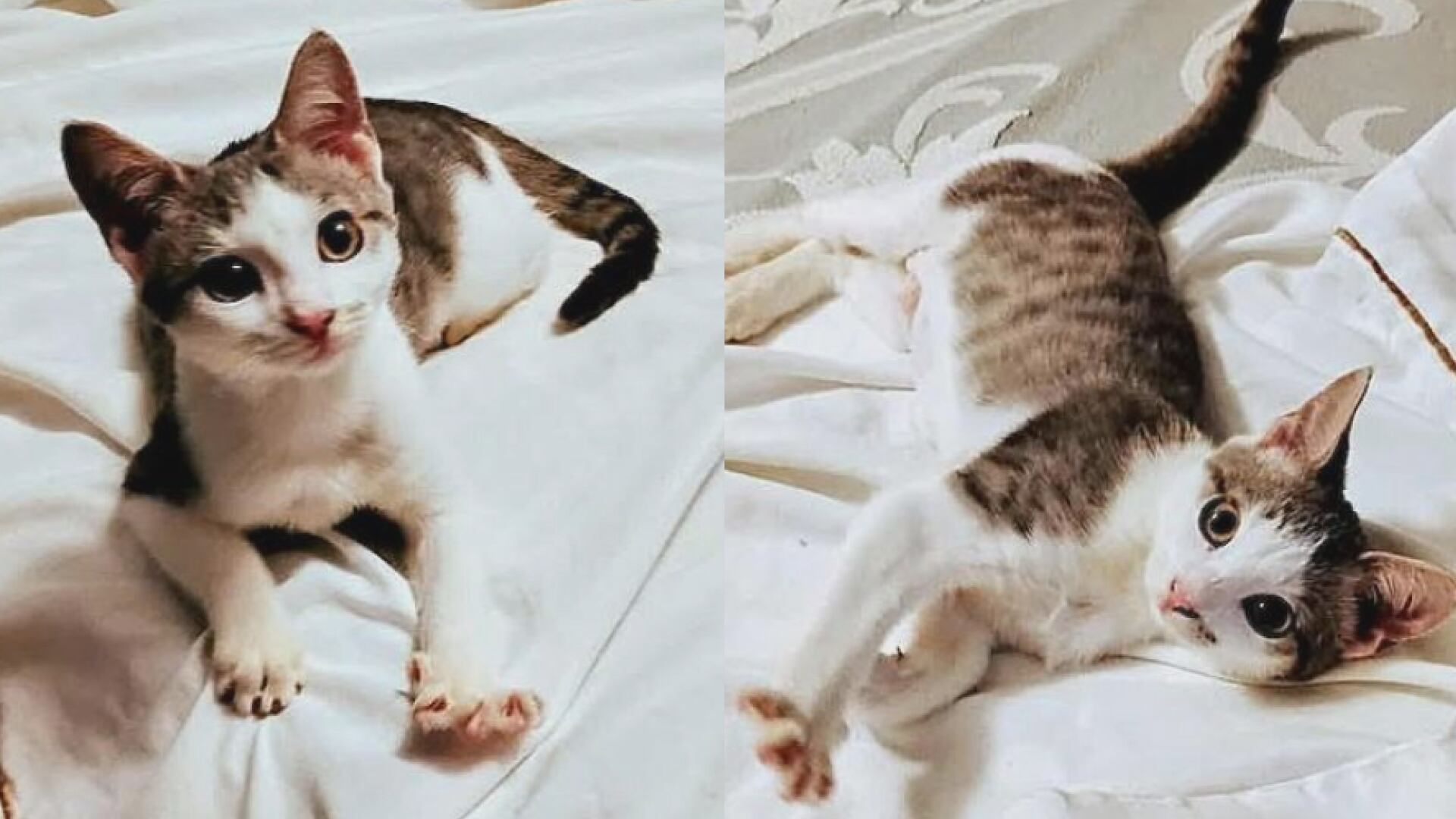 Saving Graces 4 Felines: Meet Hope