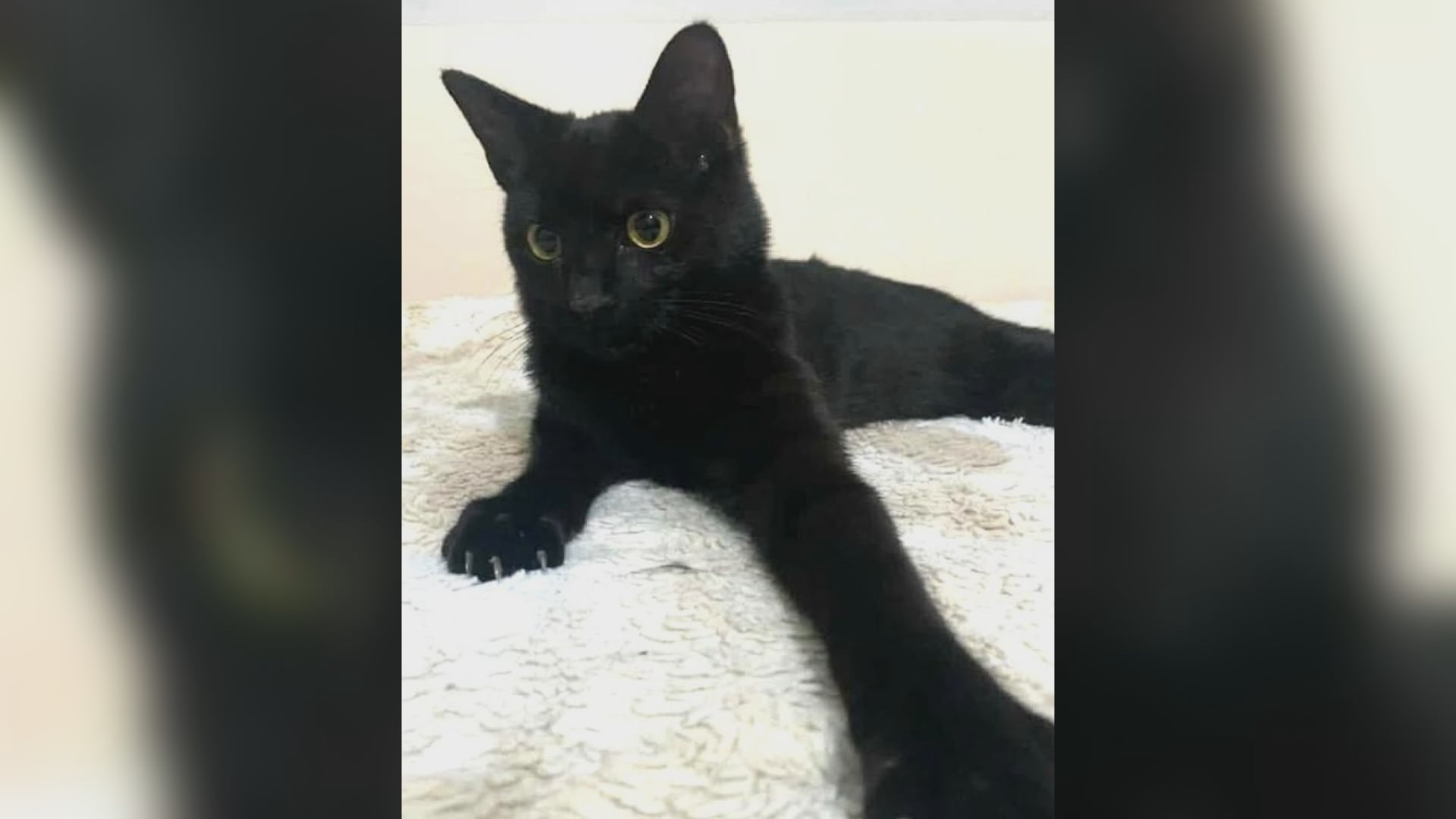 Saving Graces 4 Felines: Meet Pete