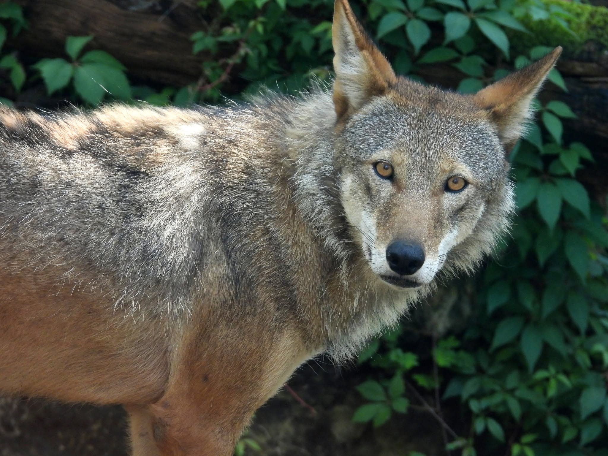 U.S. Fish and Wildlife Service to Host Virtual Meeting on Red Wolf Recovery Program