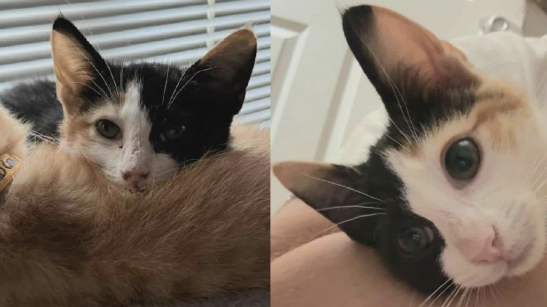 Saving Graces 4 Felines: Meet Melly