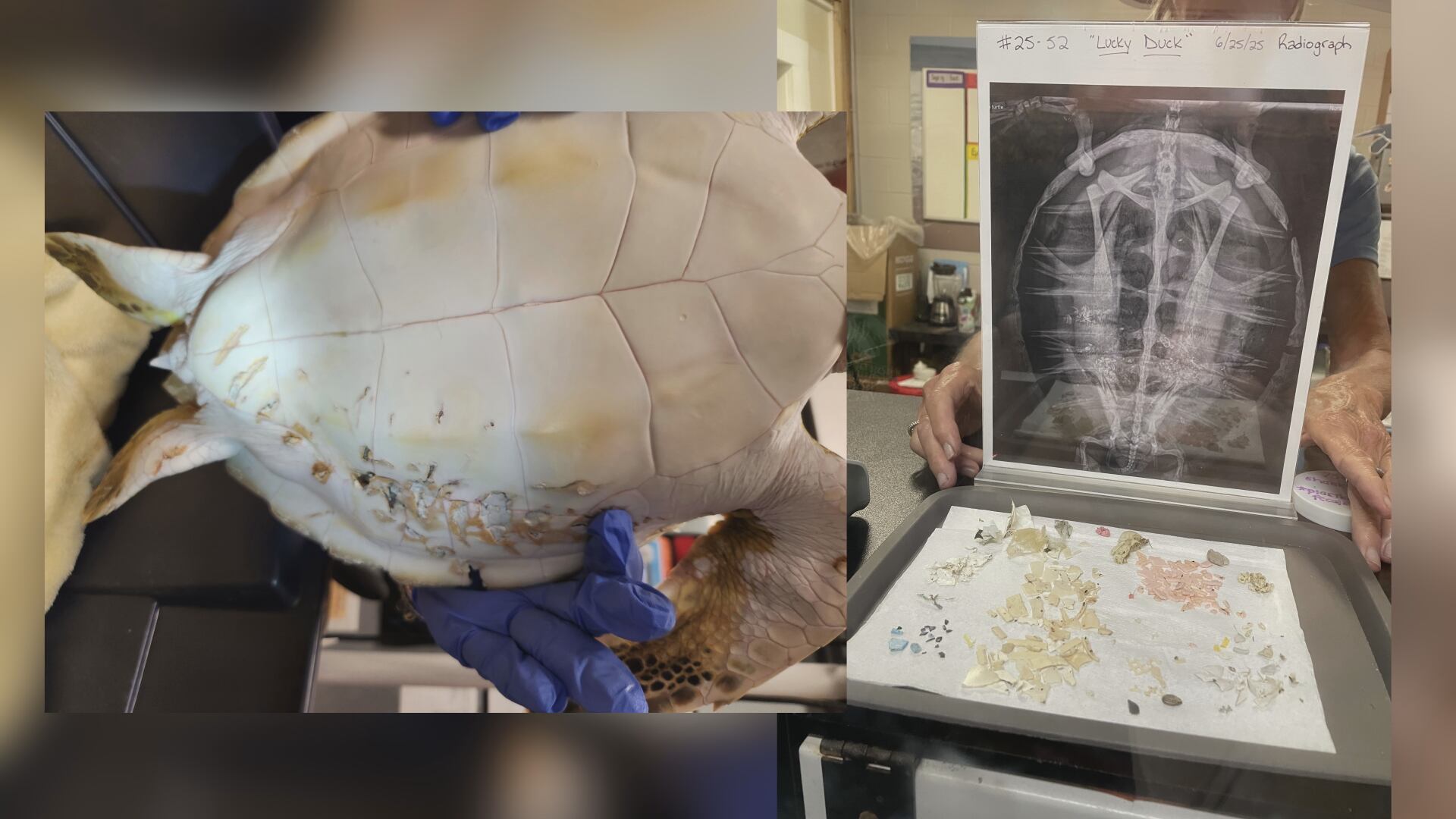 Aquarium uses plastics found in sea turtle’s intestine to share important message