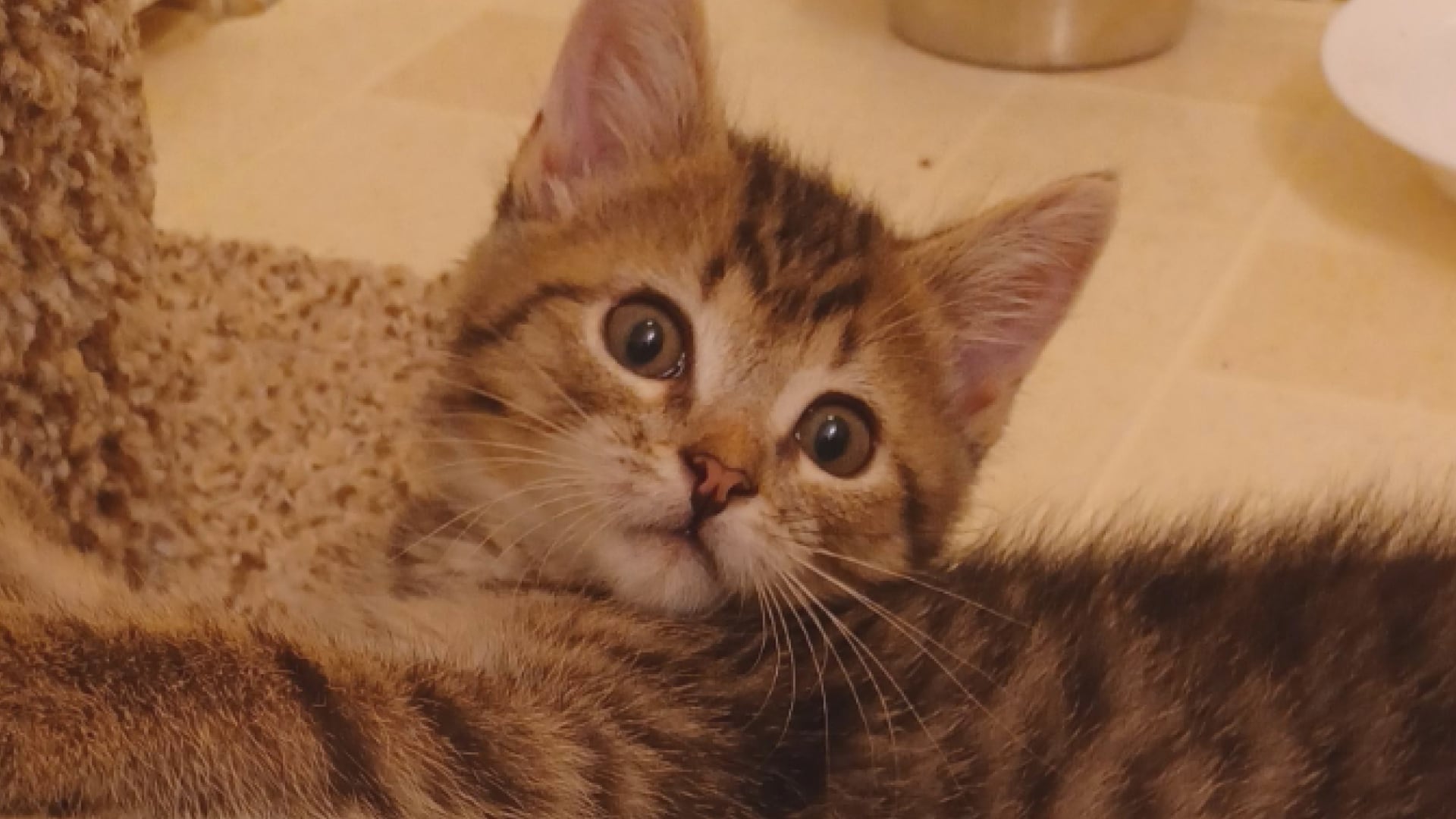 Saving Graces 4 Felines: Meet Dash