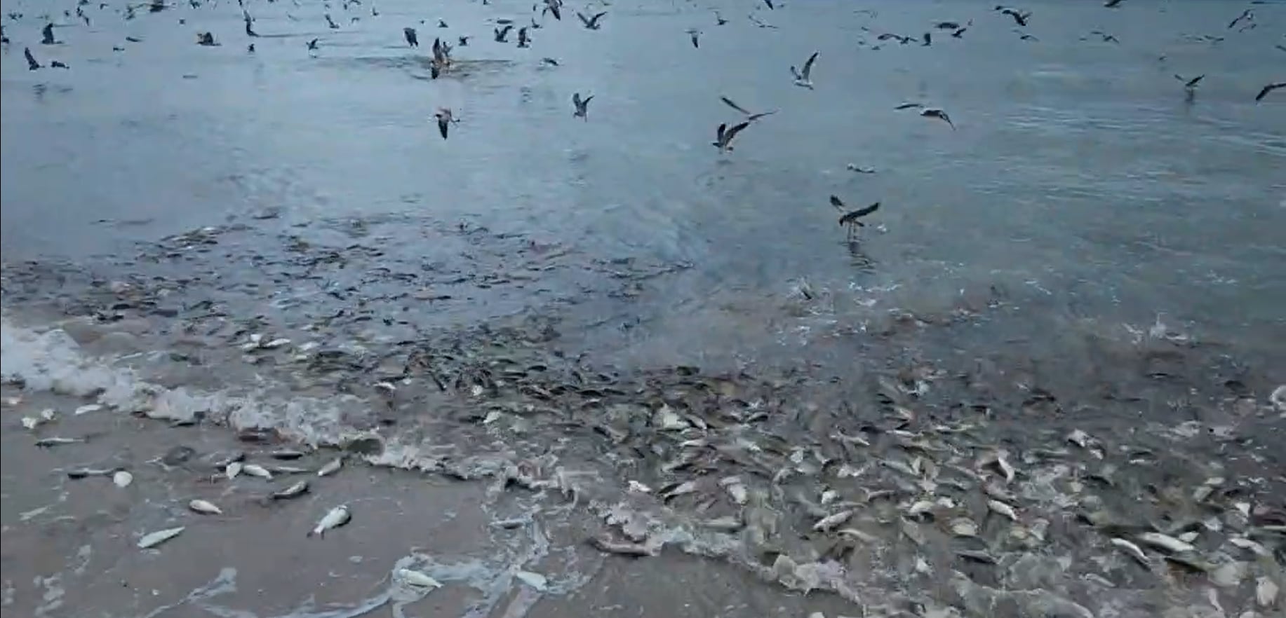 Thousands of Fish Swarm Emerald Isle Shoreline