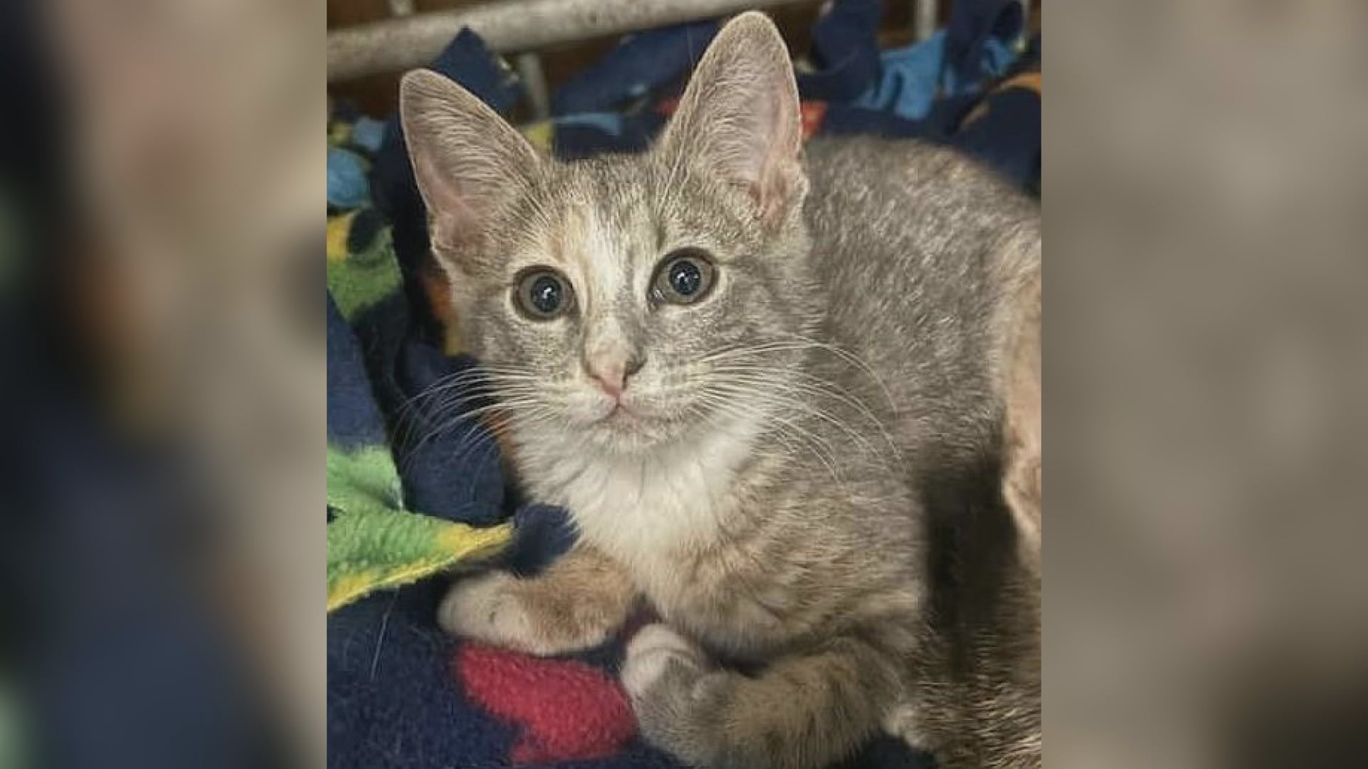 Saving Graces 4 Felines: Meet Butter Bean