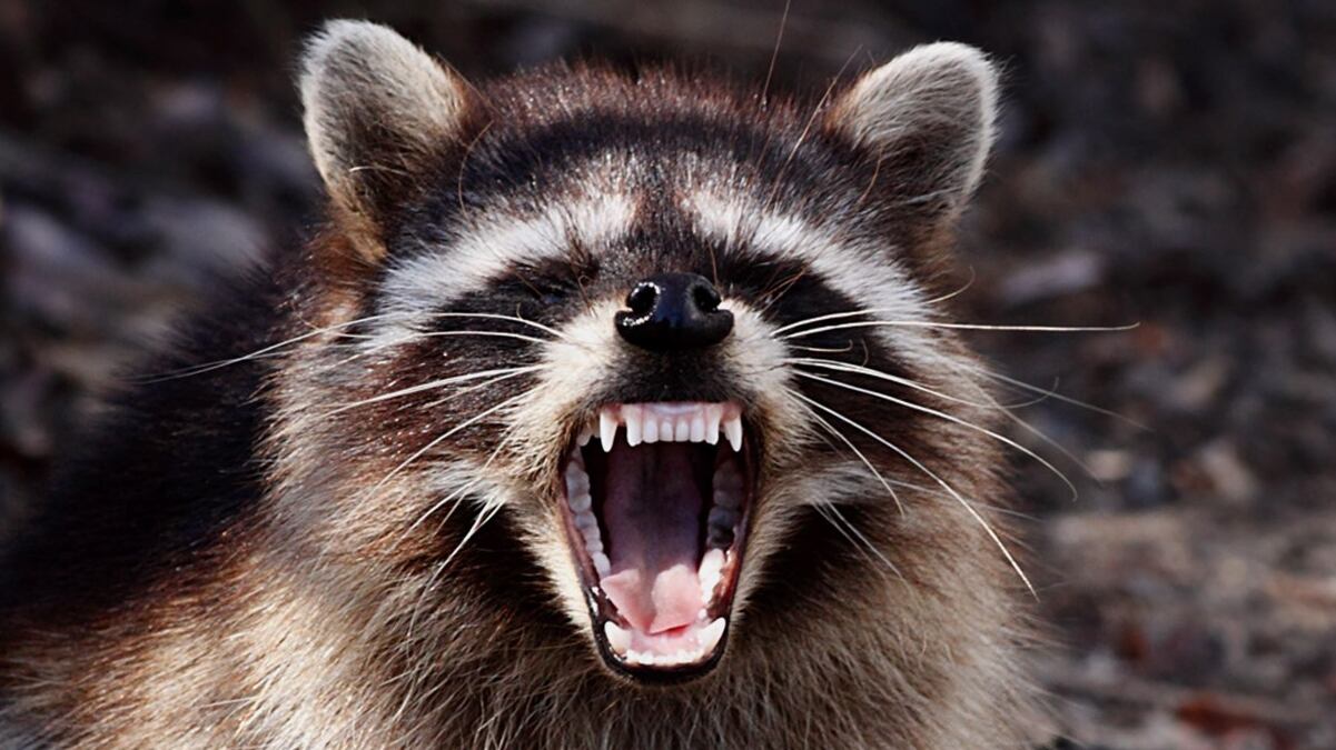 Pitt County Health Officials Confirm Second Rabid Raccoon in Greenville