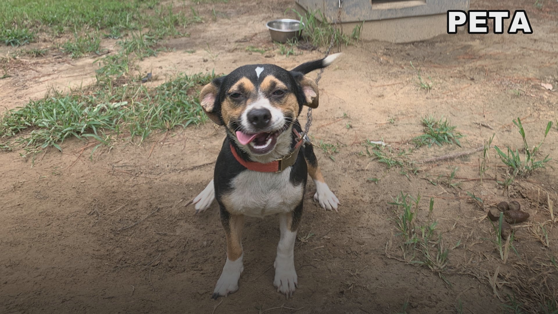 PETA calls for change after finding dead and decaying dogs in Bertie County