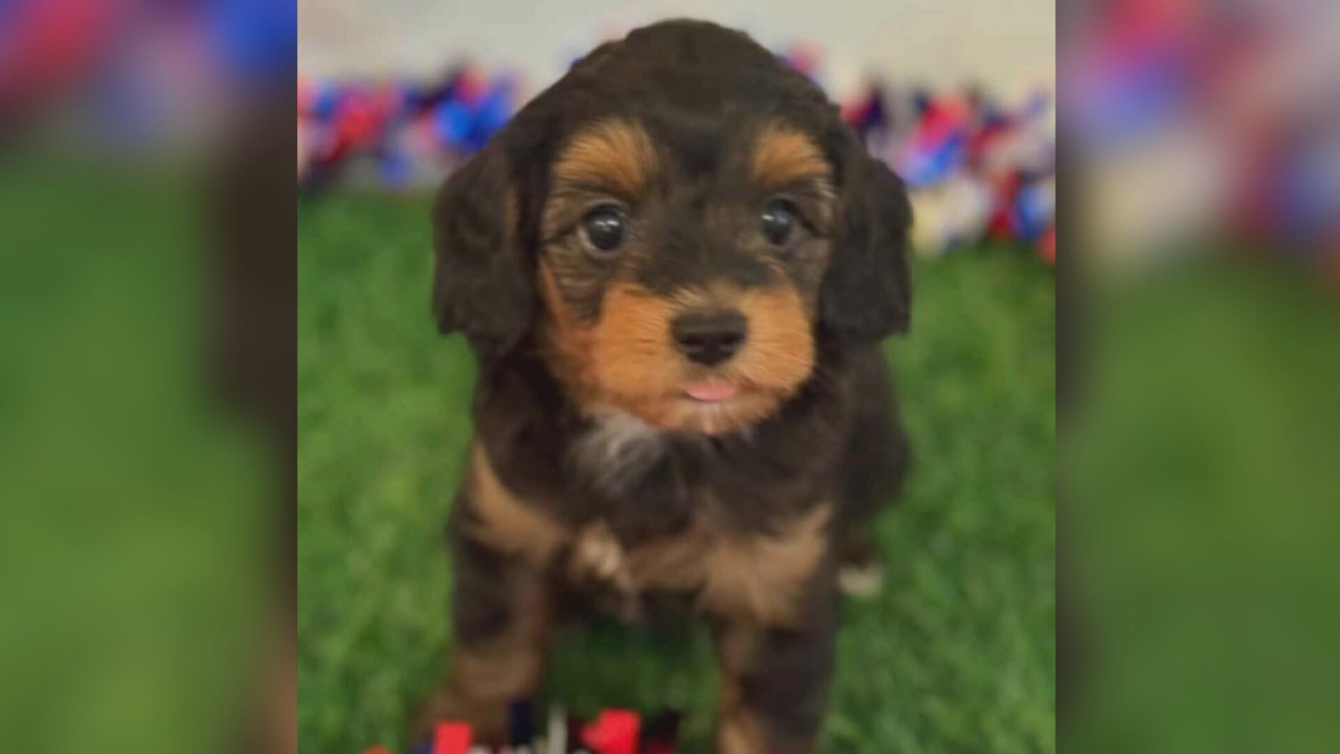 Kinston police asking for public’s help naming department’s new therapy dog