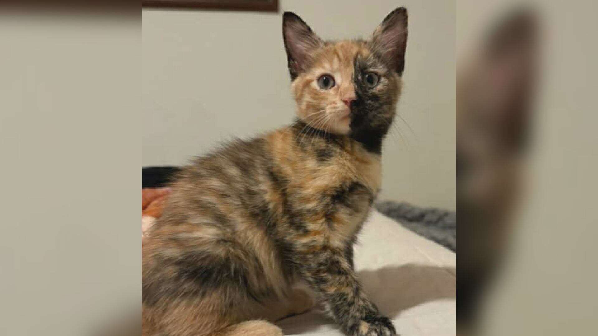 Saving Graces 4 Felines: Meet Tango