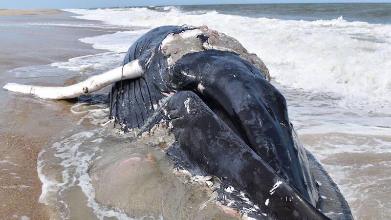 A dead whale washed up at the Pea Island National Wildlife Refuge on Tuesday.