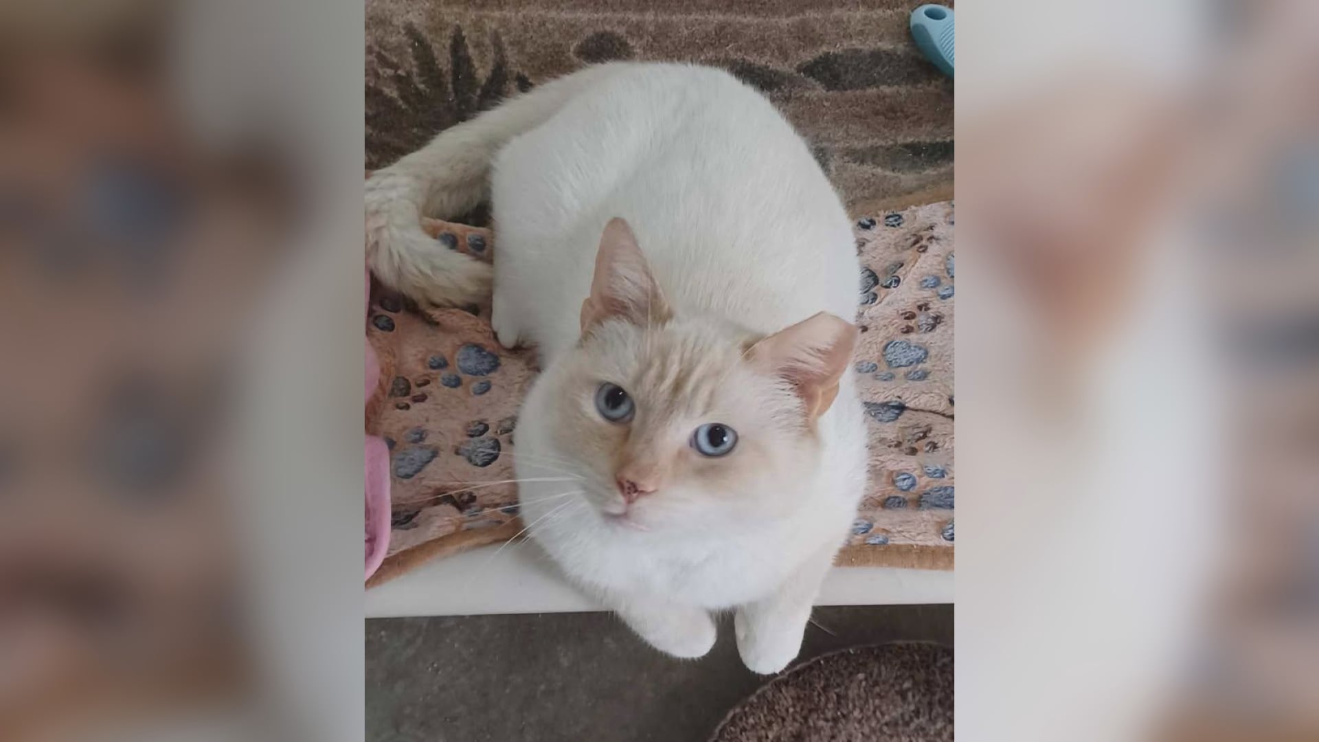 Saving Graces 4 Felines: Meet Hercules