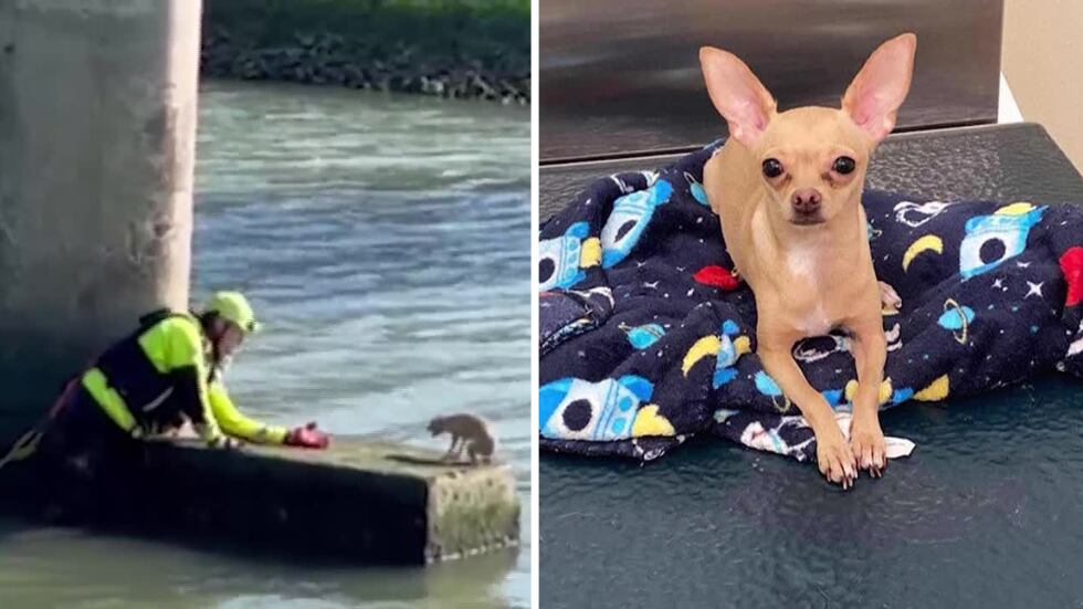 Chihuahua saved from Texas bayou after trying to swim away from