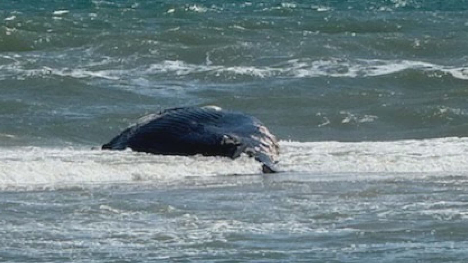 Dead humpback whale washes ashore on Outer Banks beach