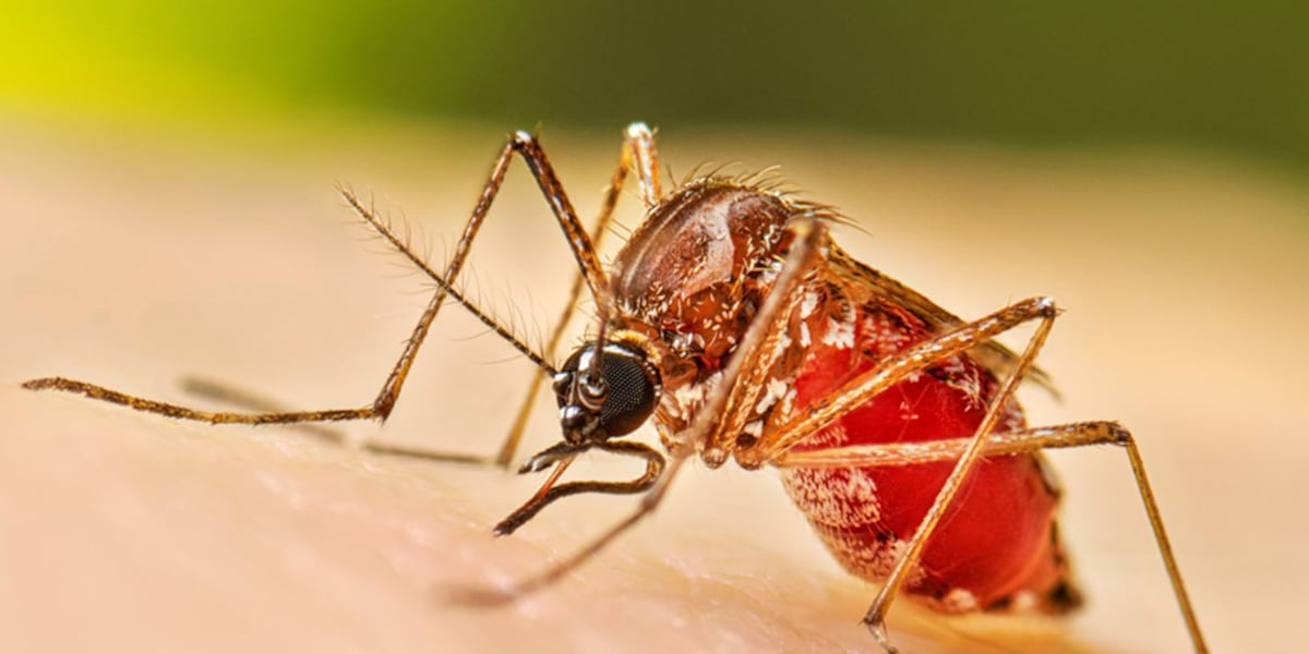 West Nile Virus Alert: Lenoir County Resident Infected - Protect Yourself!