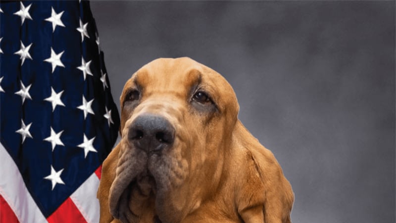 K-9 Blue