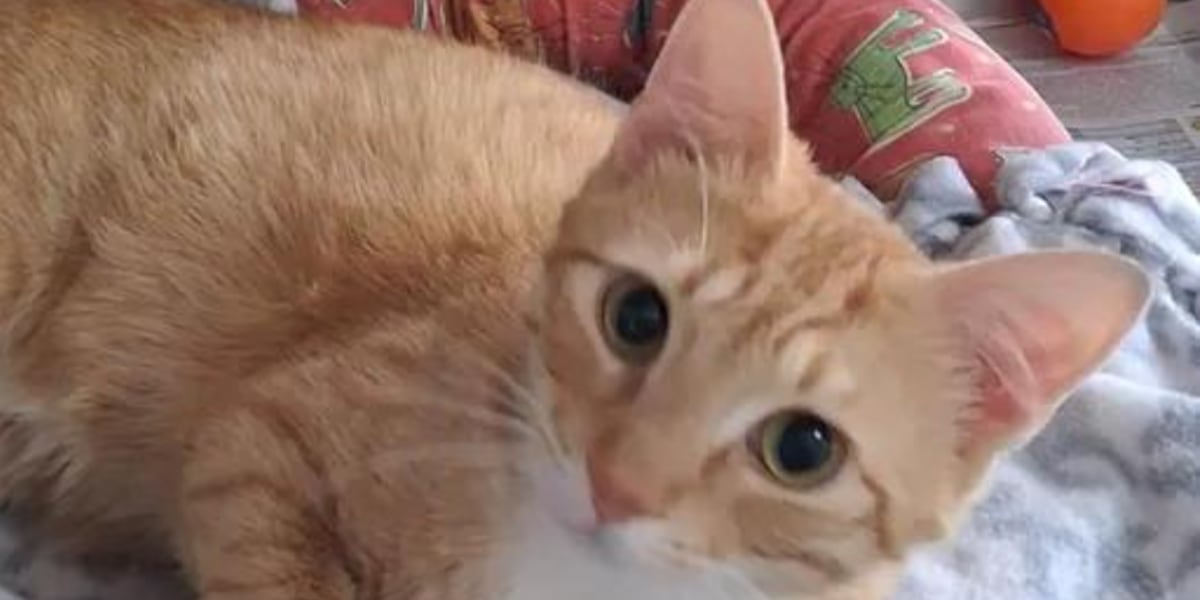 Saving Graces 4 Felines: Meet Jesse