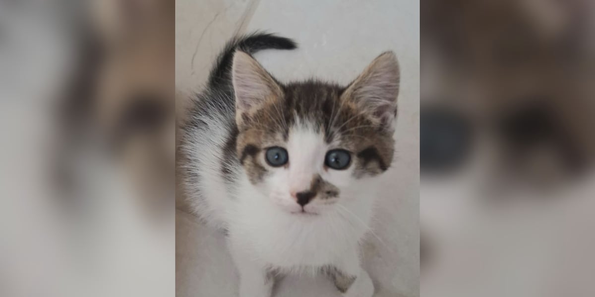 Saving Graces 4 Felines: Meet Mocha