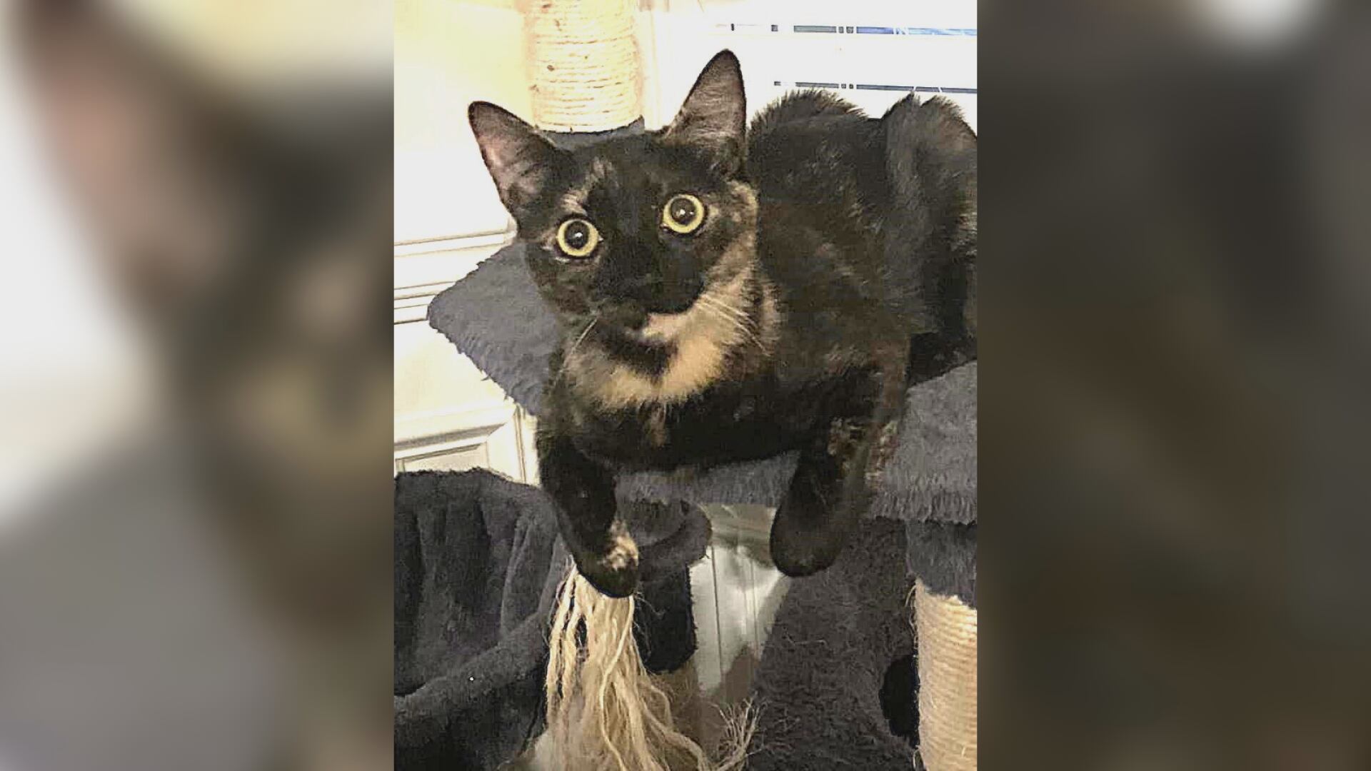 Saving Graces 4 Felines: Meet Catty LaBelle