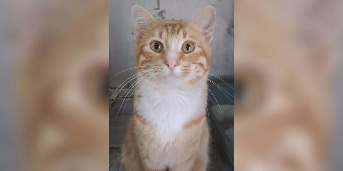 Saving Graces 4 Felines: Meet Jazz
