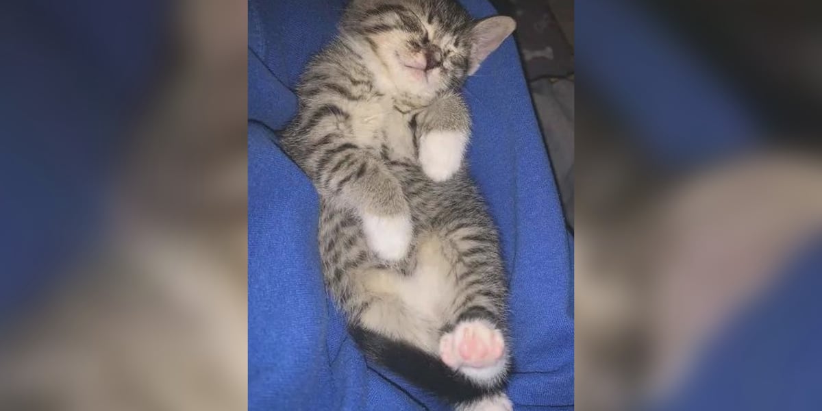 Saving Graces 4 Felines: Meet Isabella