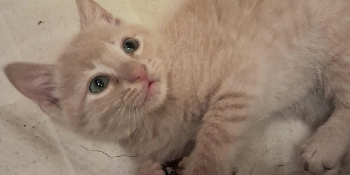 Saving Graces 4 Felines: Meet Tater Tot