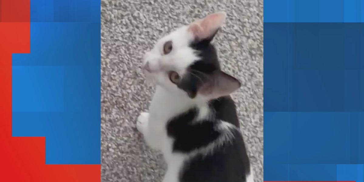 Saving Graces 4 Felines: Meet Jazzie