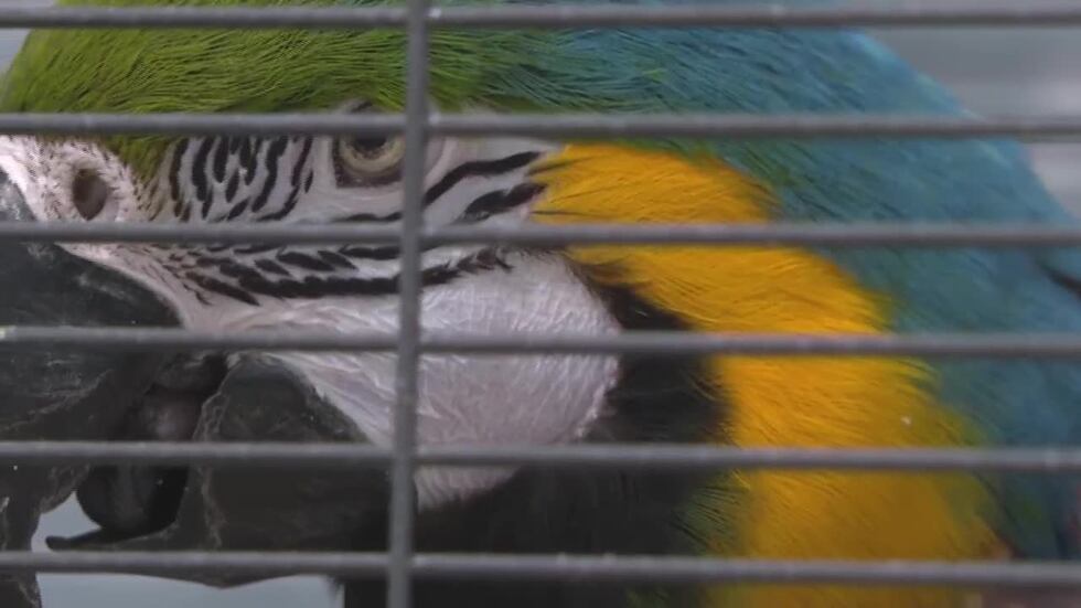A parrot with a rough vocabulary is up for adoption in Massachusetts.
