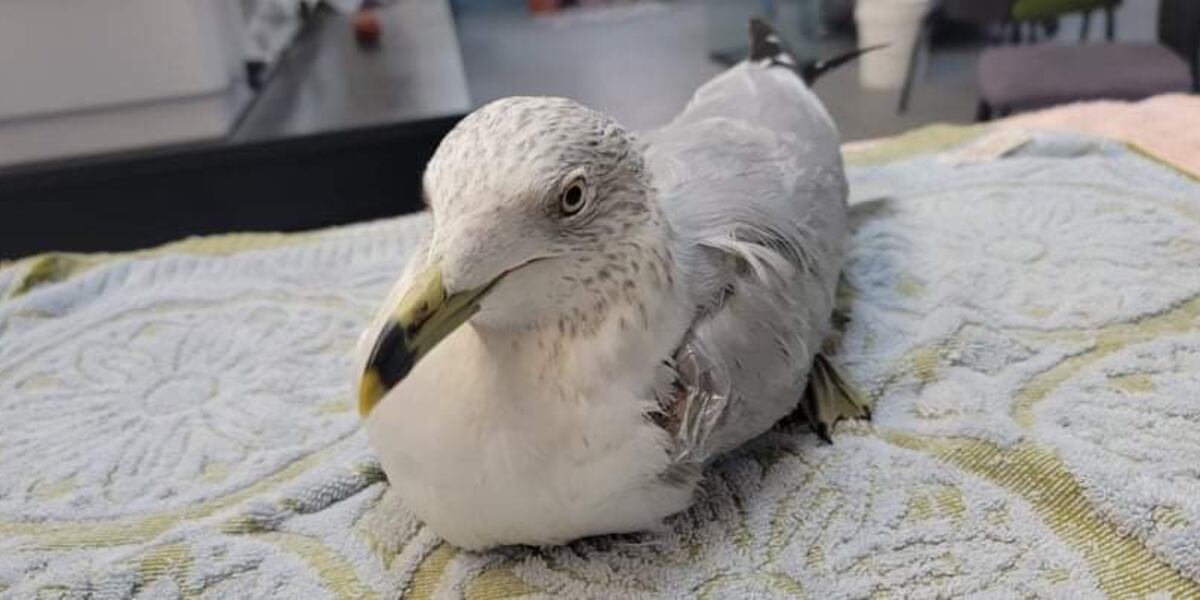Seagull saved by community after being caught in discarded fishing line Seagull saved by community after being caught in discarded fishing line