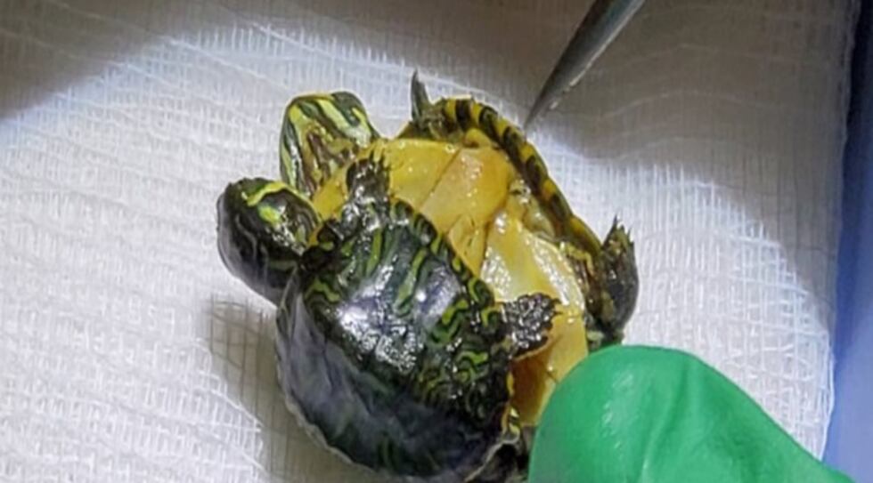 Conjoined Turtles UPDATE: Surgery to separate conjoined turtles saves one