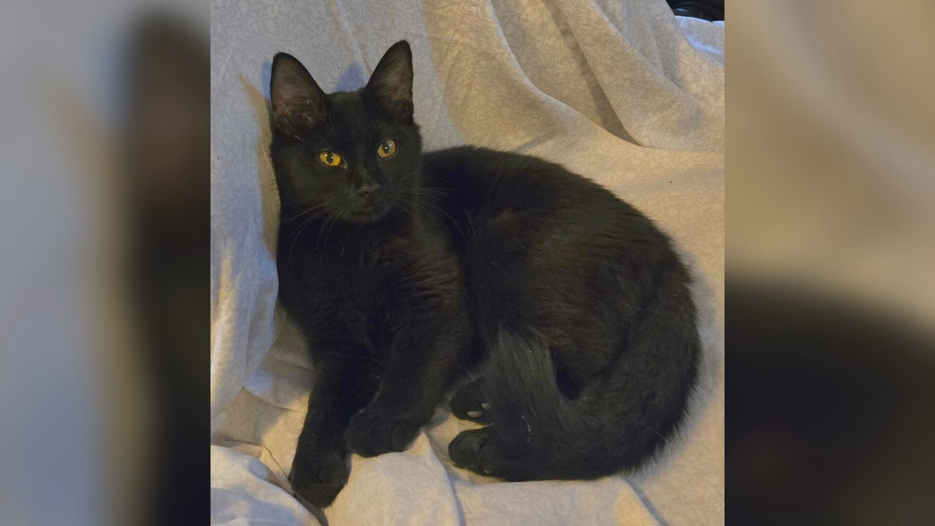 Saving Graces 4 Felines: Meet Sport