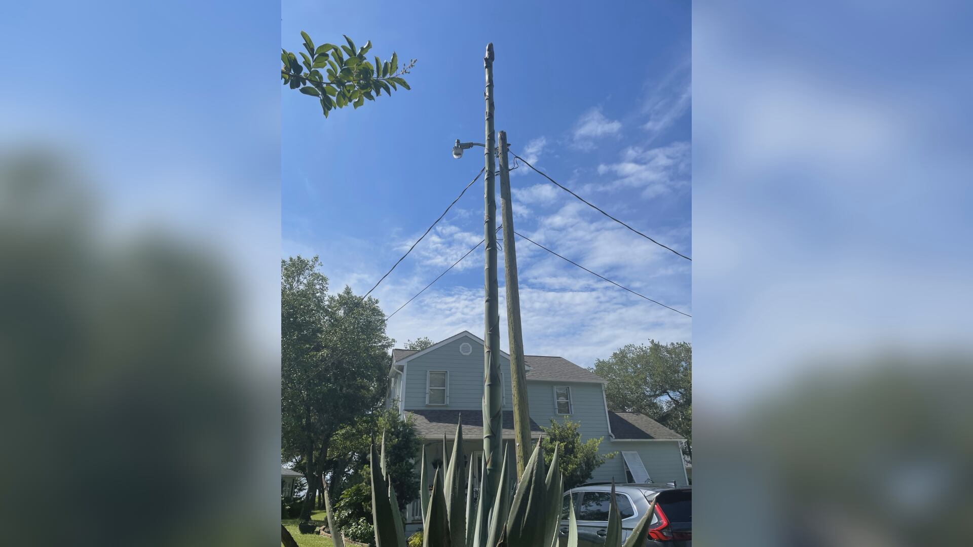 Century plant in Carteret County close to blooming