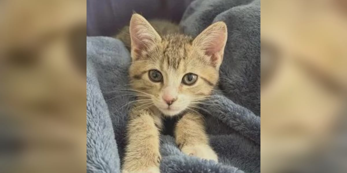 Saving Graces 4 Felines: Meet Fiona